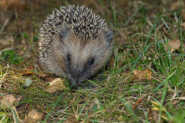 istock Hedgehog in the garden 614033462