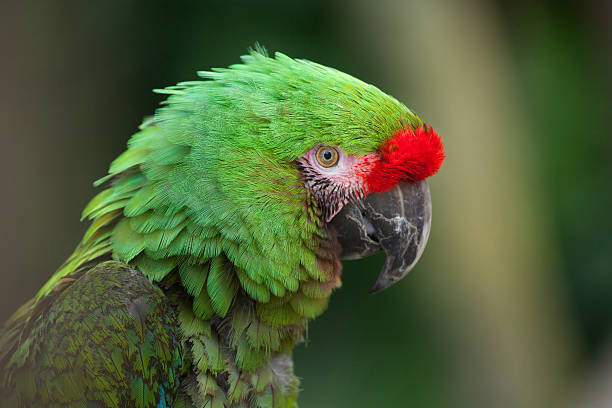 istock Bolivian military macaw (Ara militaris boliviana). 614034238