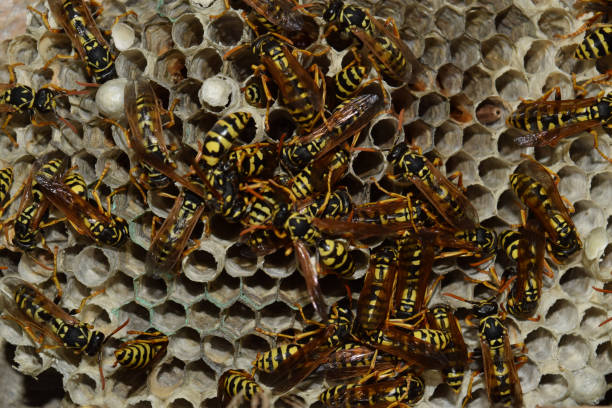 istock Wasp nest with wasps sitting on it. Wasps polist 614034558