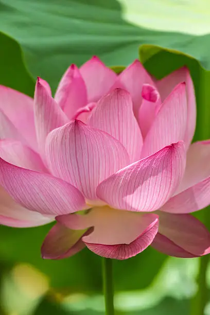 Photo of Lotus Flower