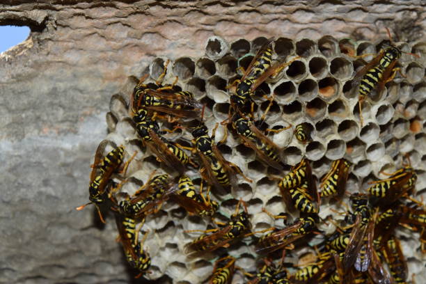istock Wasp nest with wasps sitting on it. Wasps polist 614035300