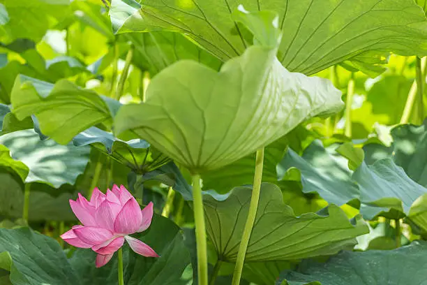 Photo of Lotus Flower