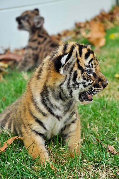 детские бенгальский тигр - tiger animal endangered species human face стоковые фото и изображения