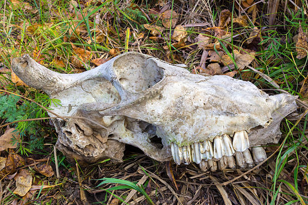 istock Skull of animal in the forest grass 614037906