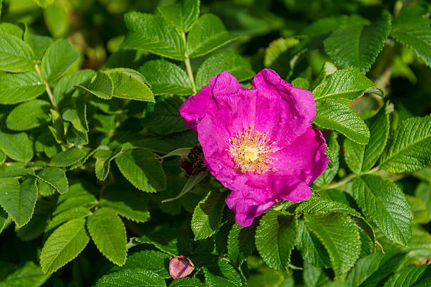 istock pink flower and green leaf 614038100