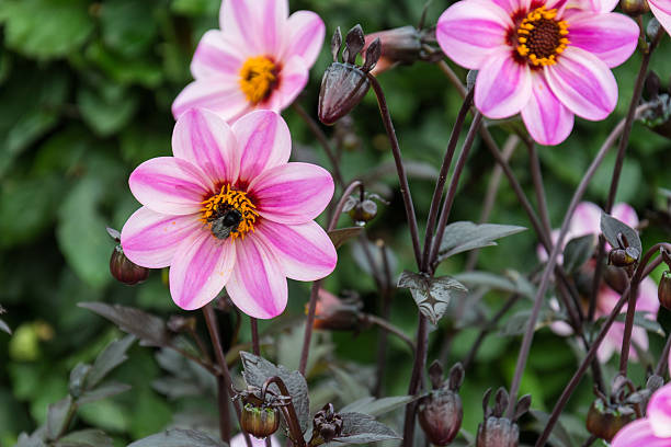 istock pink flower and green leaf 614038402