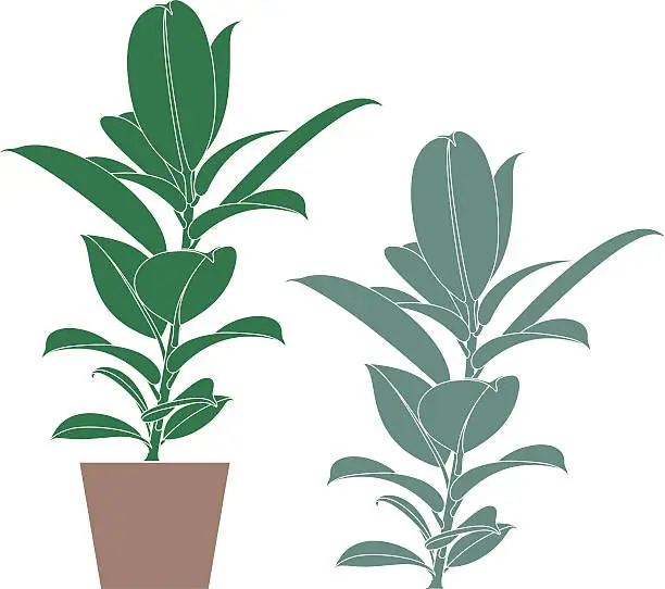 Vector illustration of Ficus. Flower