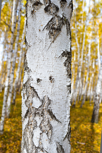 Birch with yellow leaves. Autumn