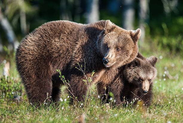 istock She-Bear and Cub of Brown bear 614039508