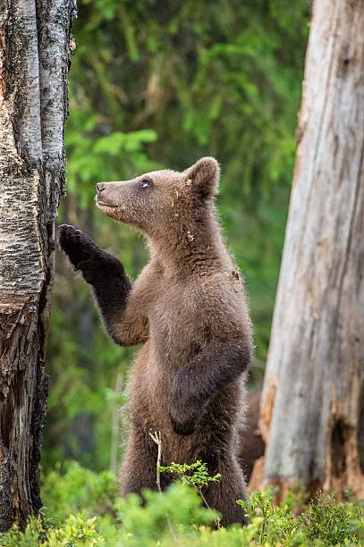 istock Cub of Brown bear 614039616