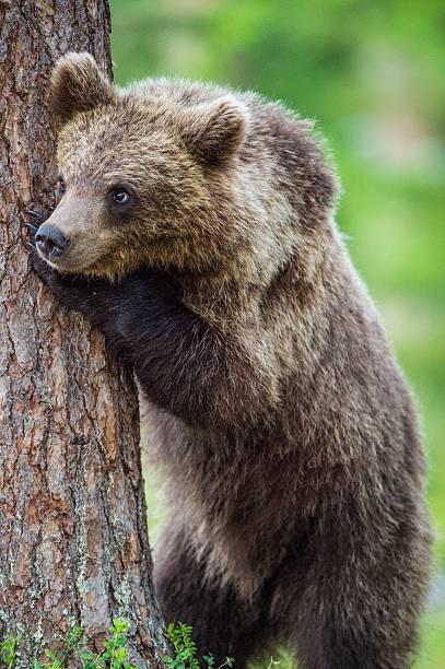 istock The Cub of Brown bear 614039666