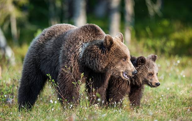 istock She-Bear and Cub of Brown bear 614039694