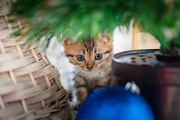 istock Cute kitten in christmas. 614039826
