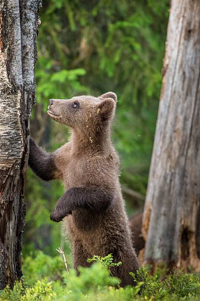 istock Cub of Brown bear 614039854