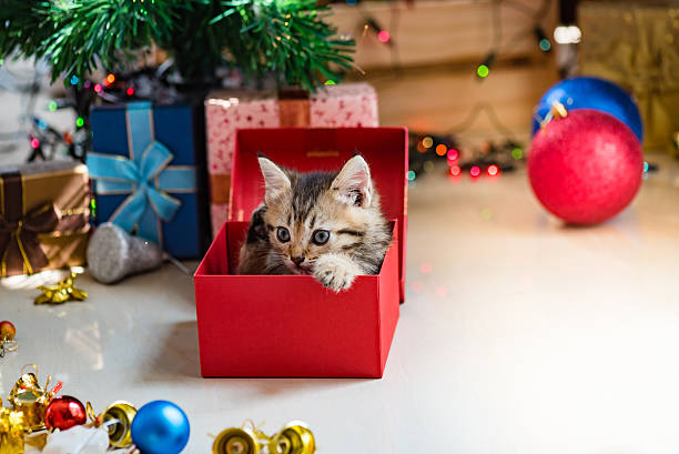 istock Cute kitten in christmas. 614040216