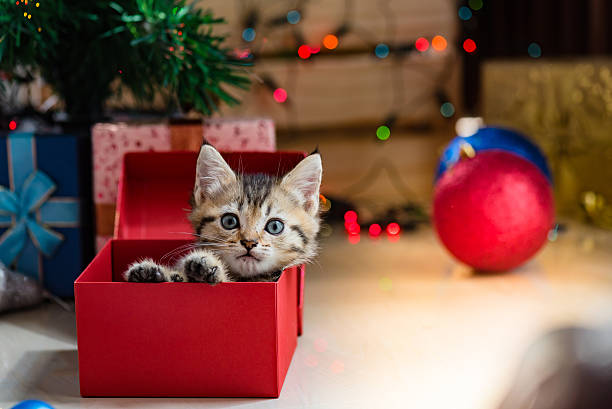 istock Cute kitten in christmas. 614040288