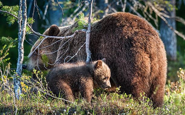 istock She-Bear and Cub of Brown bear 614040342