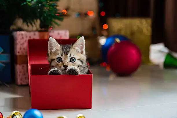 Photo of Cute kitten in christmas.