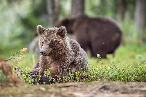 istock Cubs of Brown bear 614040404