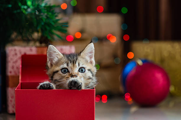 istock Cute kitten in christmas. 614040550
