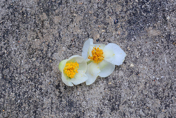 istock White flowers on sand stone background 614040720