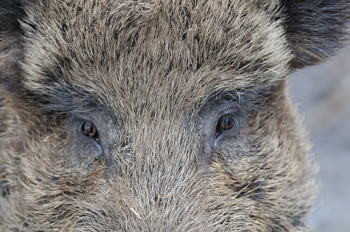Portrait of Wild Boar