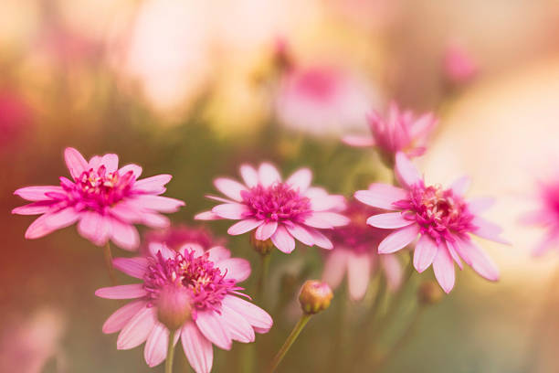 istock Delicate pink flowers growing in warm sunlight 614041068