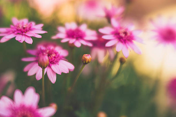 istock Delicate pink flowers growing in warm sunlight 614041142