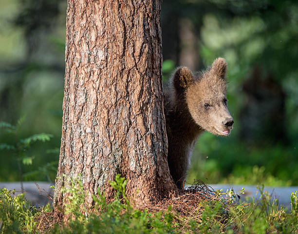 istock Cub of Brown bear 614041276