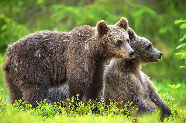 istock Cubs of Brown bear 614041388