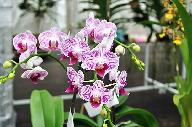 Photo of Orchids