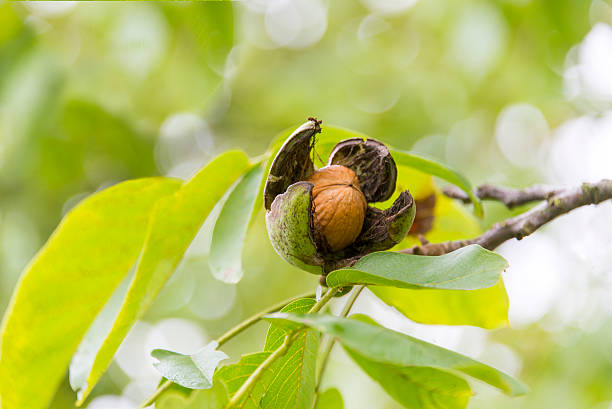 popping nueces - walnut tree walnut nut branch fotografías e imágenes de stock