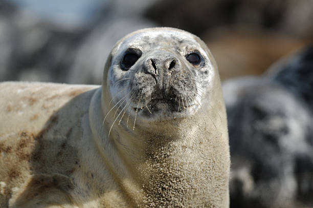 istock Grey Seal, Halichoerus grypus 614041588