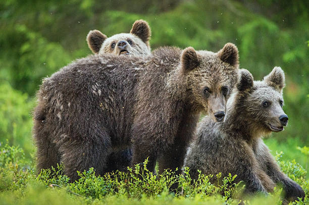 istock Cubs of Brown bear 614041718
