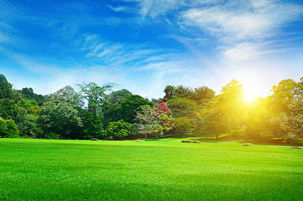 istock summer park with beautiful green lawns 614041812