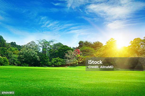 Summer Park With Beautiful Green Lawns Stock Photo - Download Image Now - Agricultural Field, Beauty In Nature, Blossom