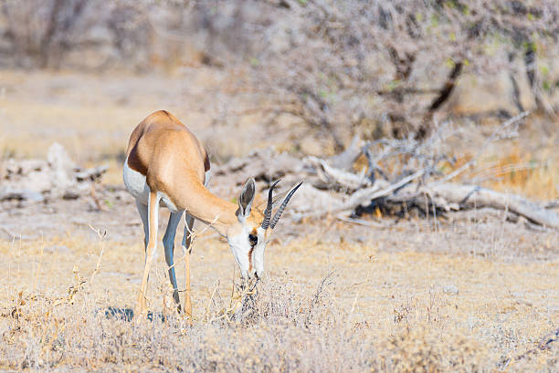 istock Springbok grazing in Etosha National Park, Namibia 614042428