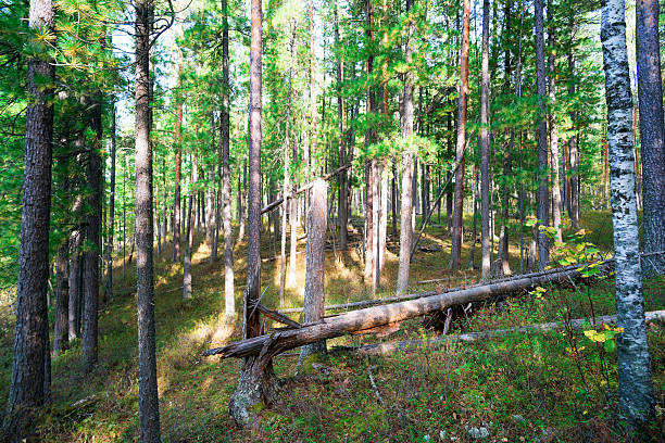 paisaje del bosque de pinos en siberia - pokachi fotografías e imágenes de stock
