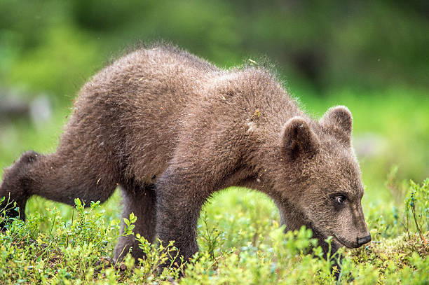 istock Running Cub of Brown bear 614042568