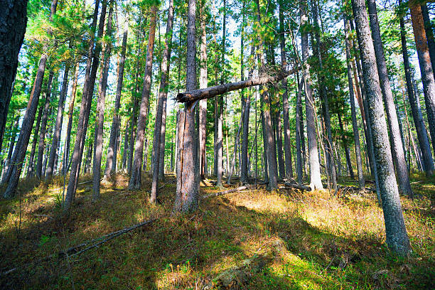 시베리아 의 소나무 숲의 풍경 - pokachi 뉴스 사진 이미지