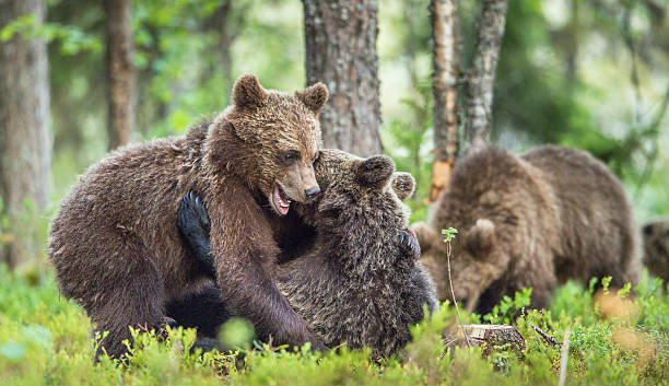 istock Cubs of Brown bear 614043248