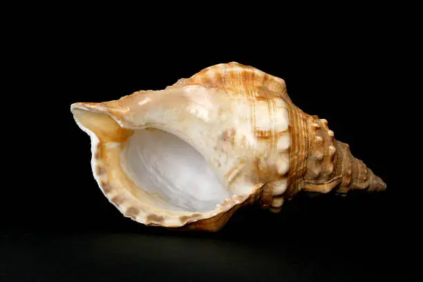 Corn Shell