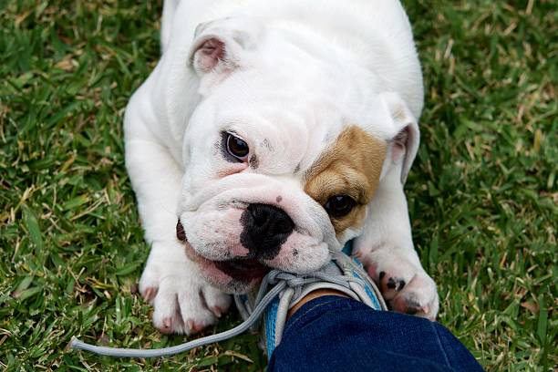 istock Teething puppy chewing a shoe 614043994