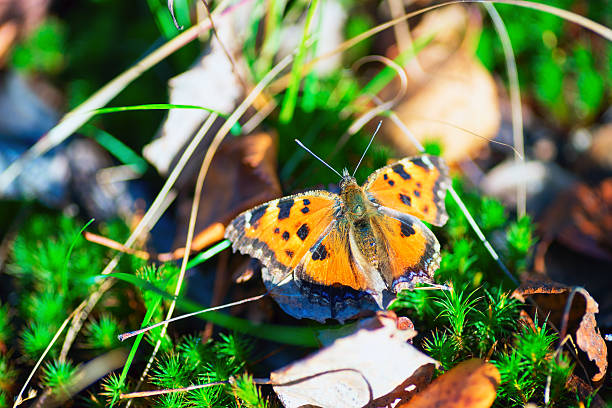 istock Butterfly urticaria basking in the sun . 614045500