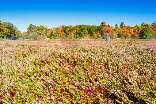 Photo of ripe red cranberries on vines at a cranberry field during autumn with colorful forest in the background.