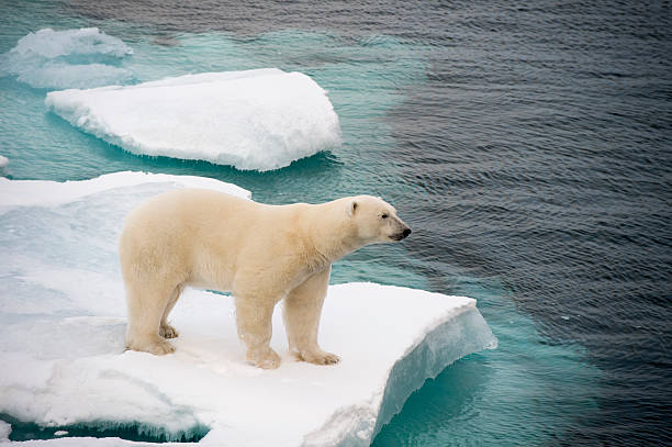 istock Polar bear walking on sea ice 614046248