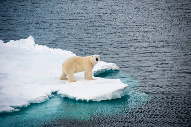 белый медведь, идущего по морскому льду - melting ice стоковые фото и изображения