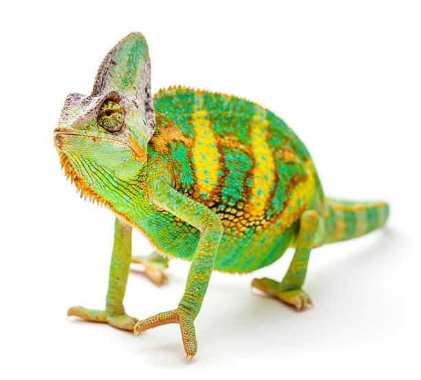 エボシ chameleon - yemen chameleon ストックフォトと画像