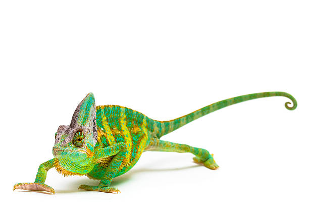 Veiled chameleon Chamaeleo calyptratus chameleon stock pictures, royalty-free photos & images