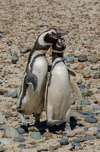 istock two Magellanic penguins walking together with fin over other. 614047840